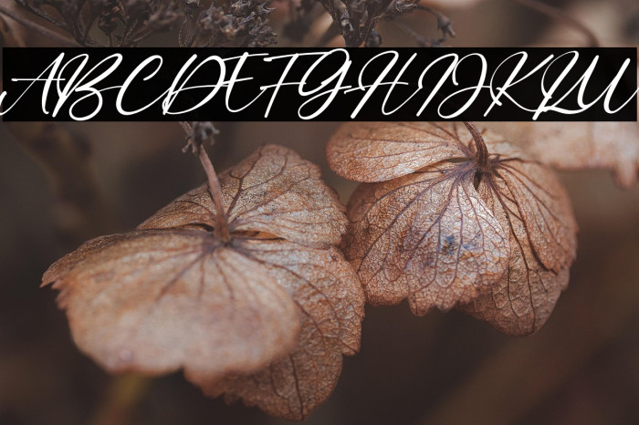 Bitley Anthem Example 3