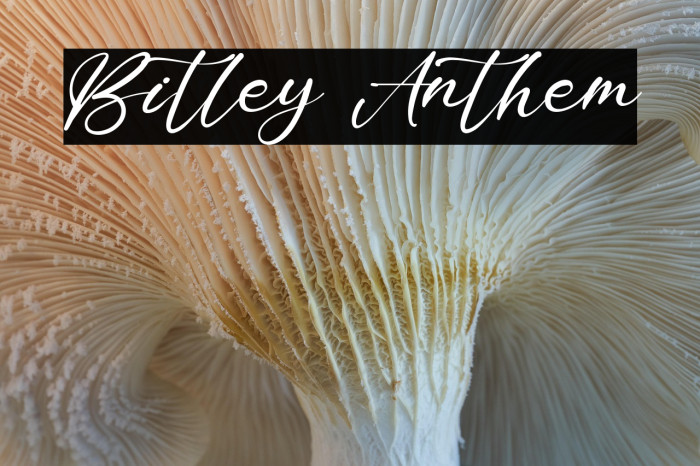 Bitley Anthem Example 1