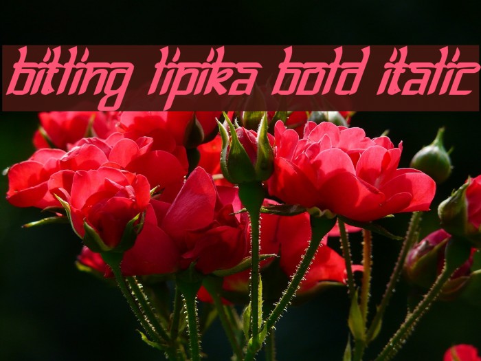 Bitling lipika Bold Italic Example 1