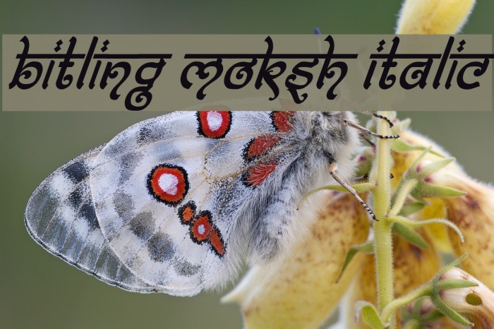 Bitling moksh Italic Font examples