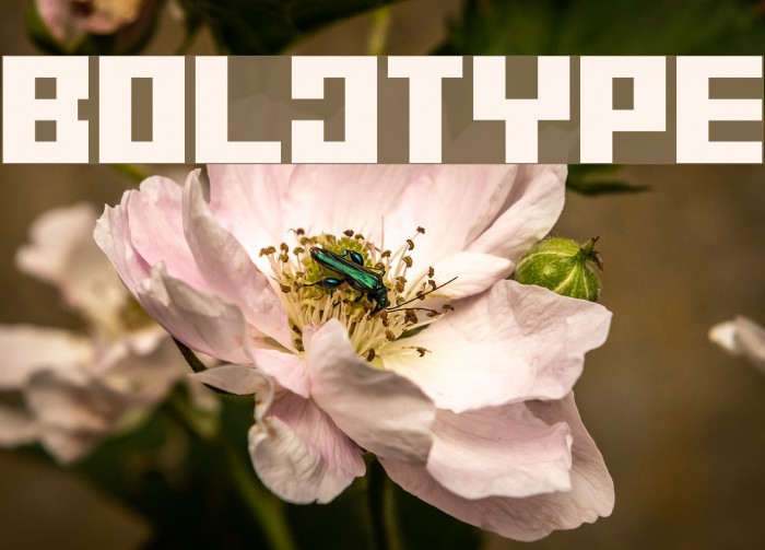 BitmapperOLDTYPE Font examples