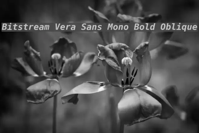 Bitstream Vera Sans Mono Bold Oblique フォント examples