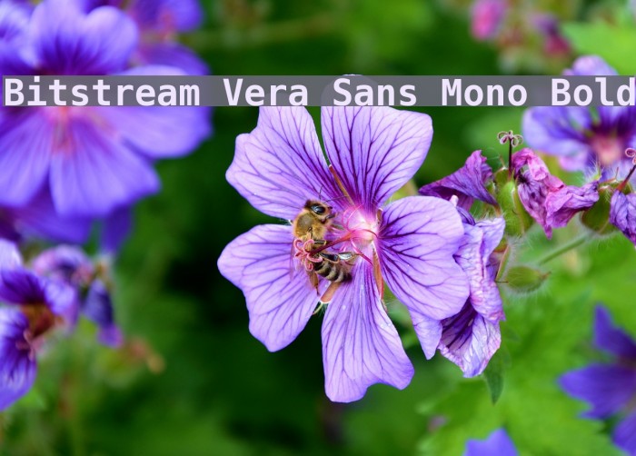Bitstream Vera Sans Mono Bold Font examples