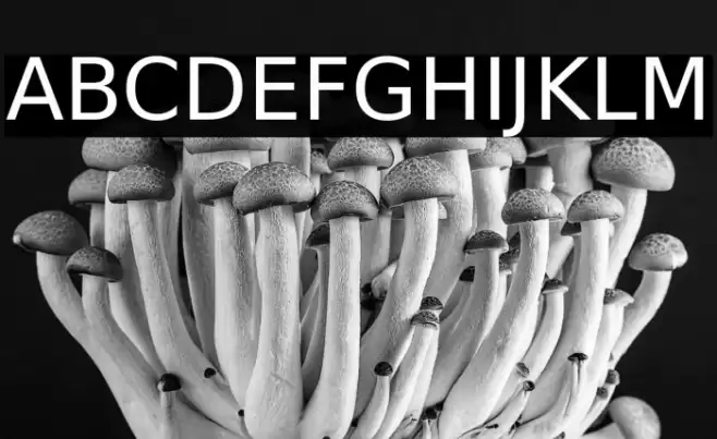 Bitstream Vera Sans フォント examples