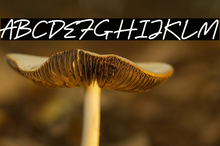 Bitter Ballen Example 2