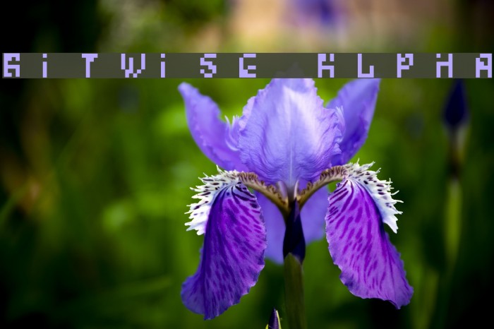Bitwise Alpha Polices examples