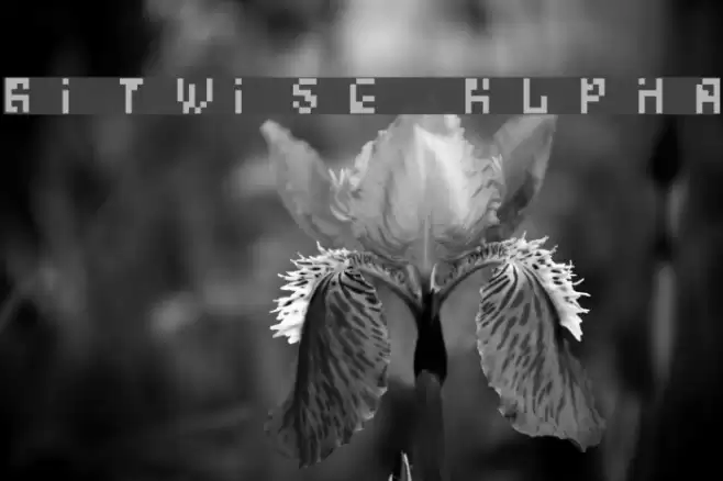 Bitwise Alpha Polices examples
