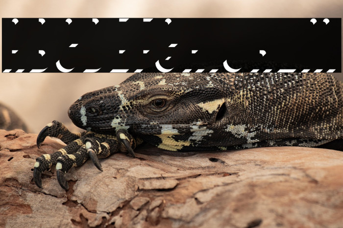 BivoacDarkShadowDemo-DarkShadow Example 1