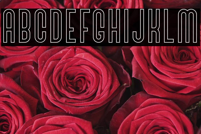 BivoacOutlineDemo-Outline Example 2