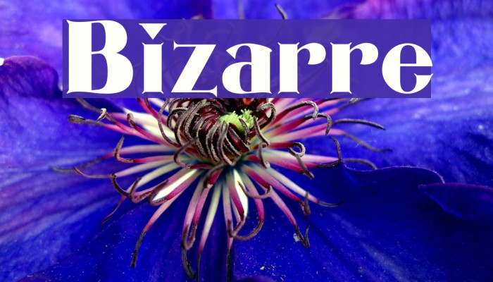 Bizarre Caratteri examples