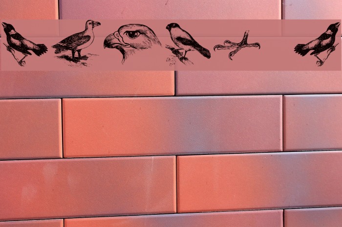 birds a Font examples