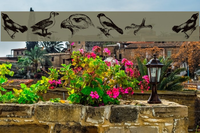 birds a Font examples