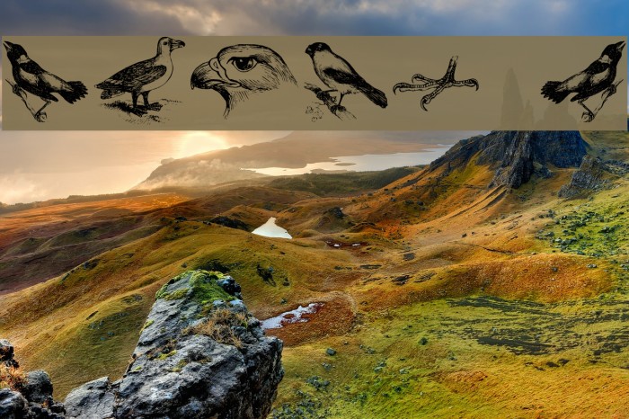 birds a Font examples