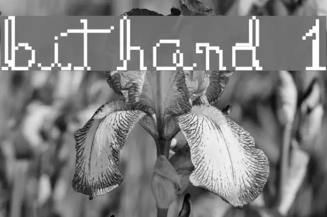 bithand 1 Polices examples