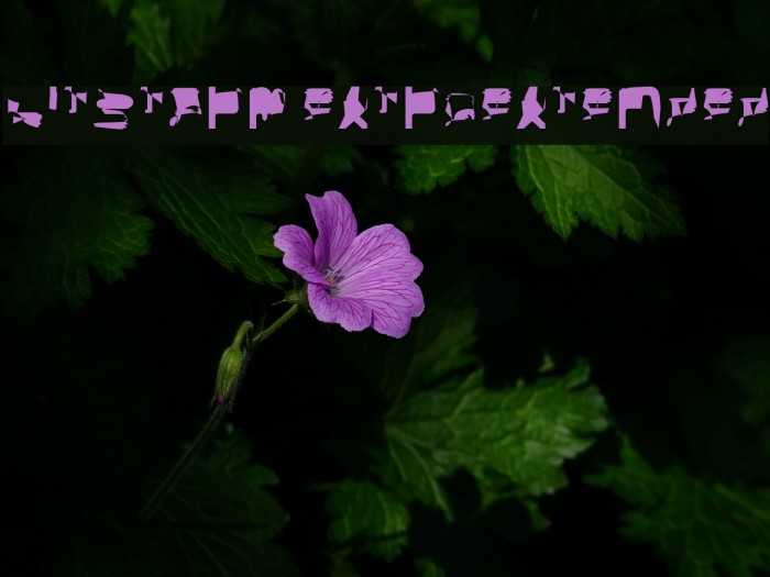 bitstorm extraextended Example 2