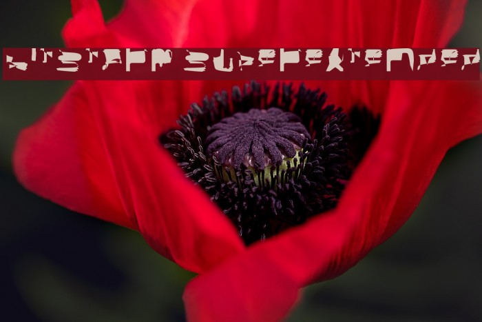 bitstorm superextended Example 3