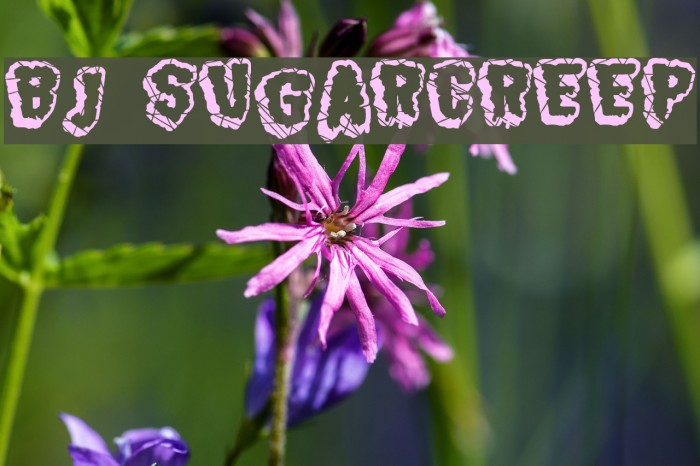 BJ SUGARCREEP Font examples