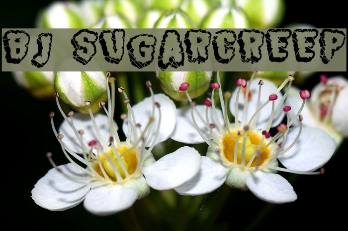 BJ SUGARCREEP Font examples