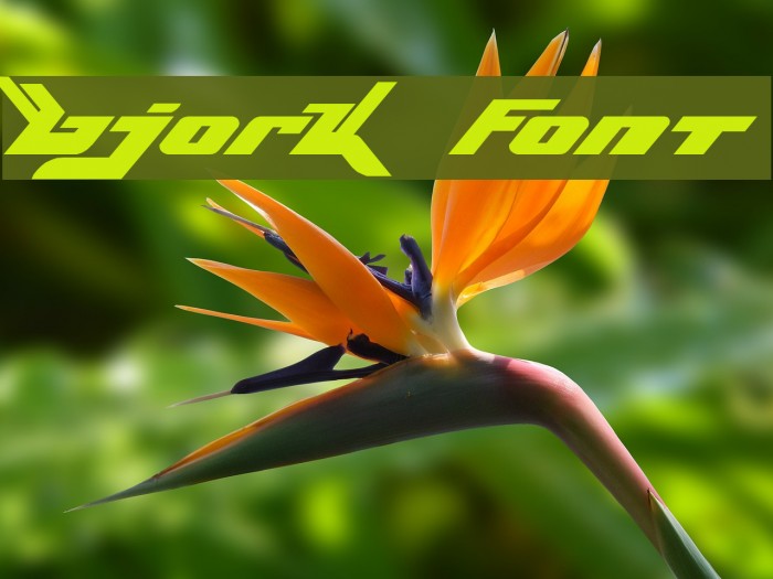 Bjork Font examples
