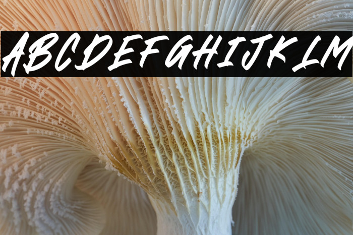 BLACK BRUSH Italic Example 1