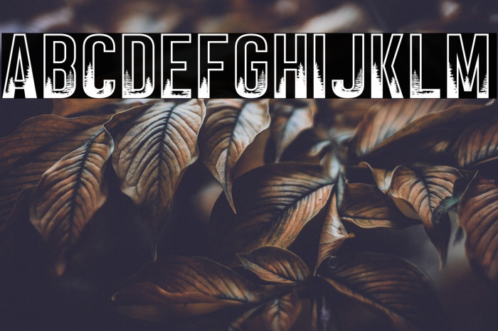 BLACK FOREST Example 3