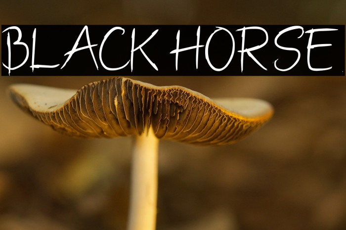 BLACK HORSE Example 2