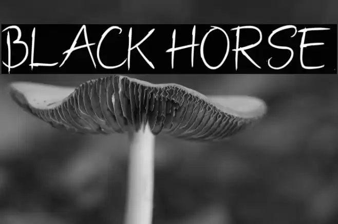 BLACK HORSE Font examples