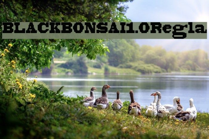 BLACKBONSAI1.0Regular Example 3