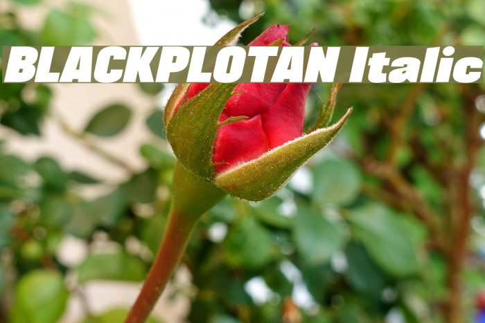 BLACKPLOTAN Italic Font examples