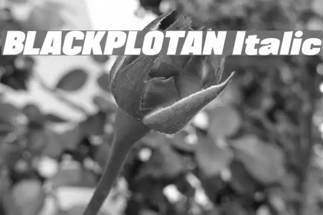 BLACKPLOTAN Italic Font examples