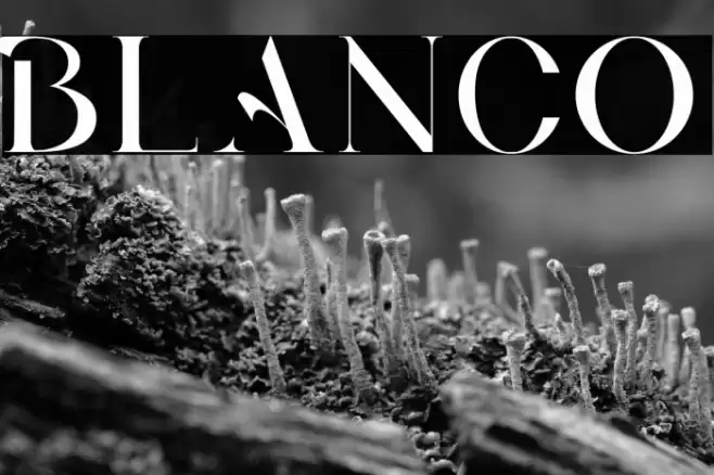 BLANCO Font examples