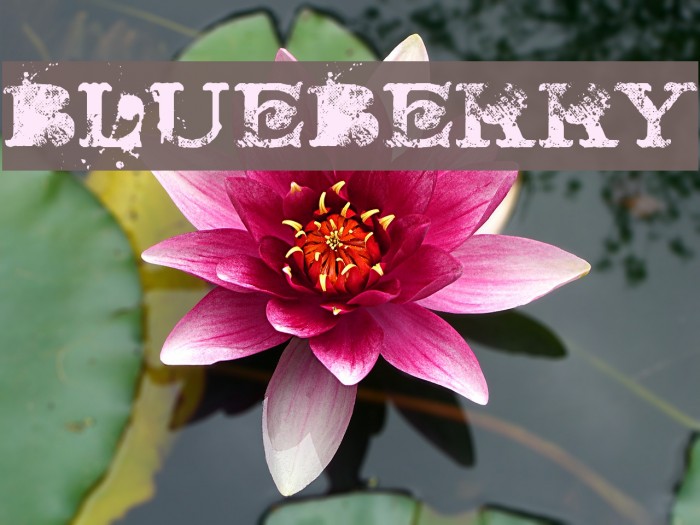 BLUEBERRY Font examples