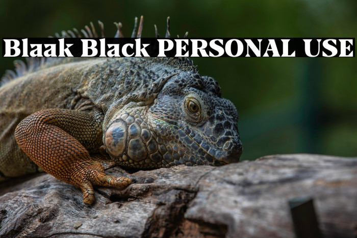 Blaak Black PERSONAL USE Example 1
