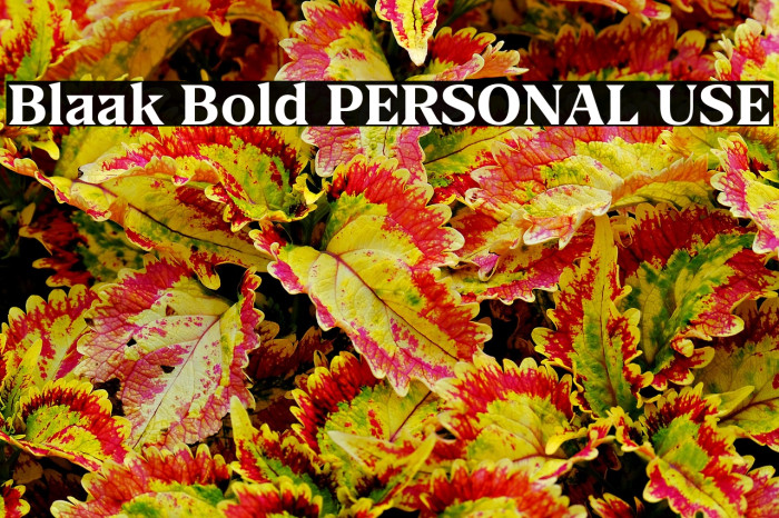 Blaak Bold PERSONAL USE Example 3