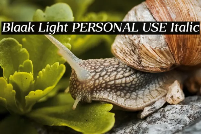 Blaak Light PERSONAL USE Italic Example 1