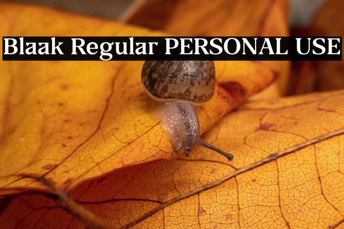 Blaak Regular PERSONAL USE Example 3