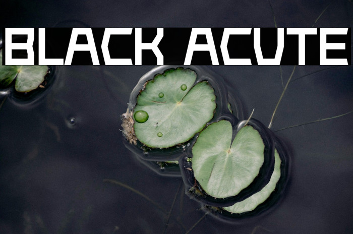 Black Acute Example 2