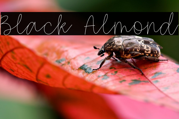 Black Almond Example 2