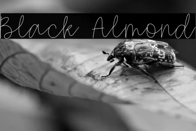 Black Almond Font examples