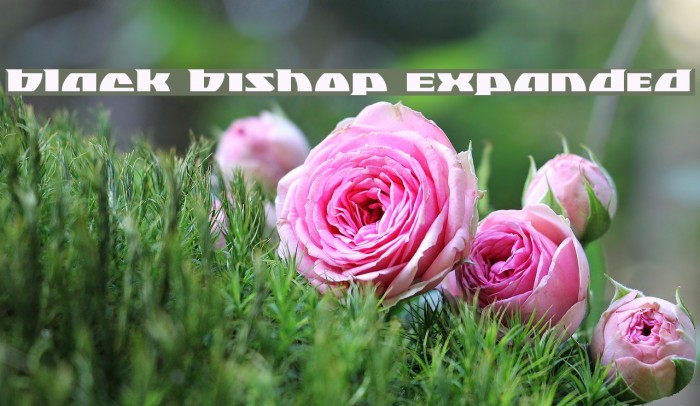 Black Bishop Expanded Example 2