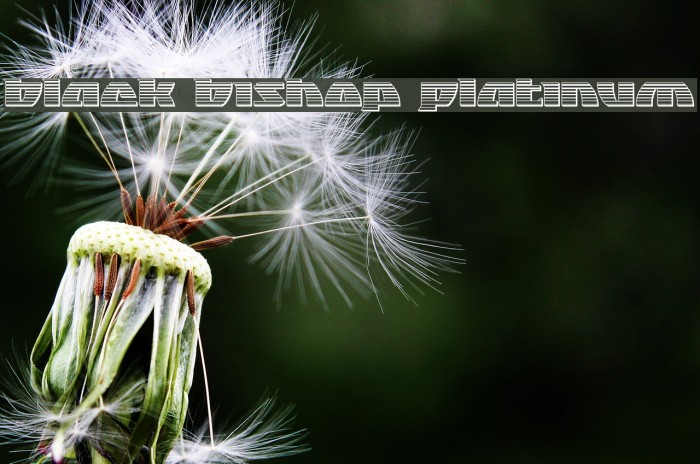 Black Bishop Platinum Example 1