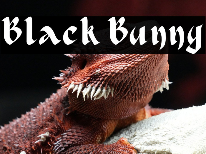 Black Bunny Example 1