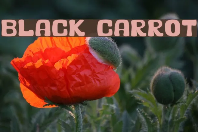 Black Carrot Example 1