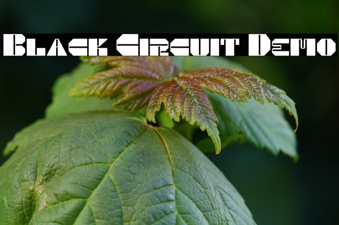 Black Circuit Demo Example 3