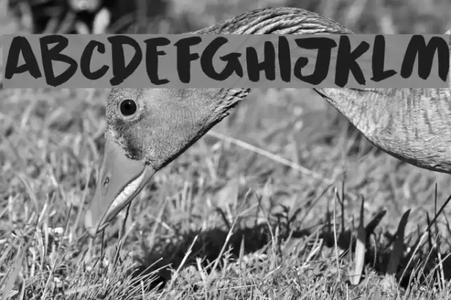 Black Cluster DEMO Regular Fuentes examples