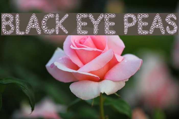 Black Eye Peas Font examples