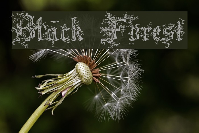 Black Forest Font examples