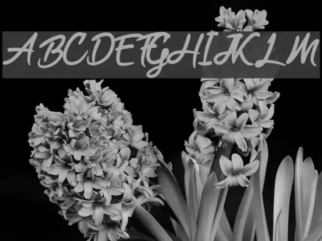 Black Freeday Font examples