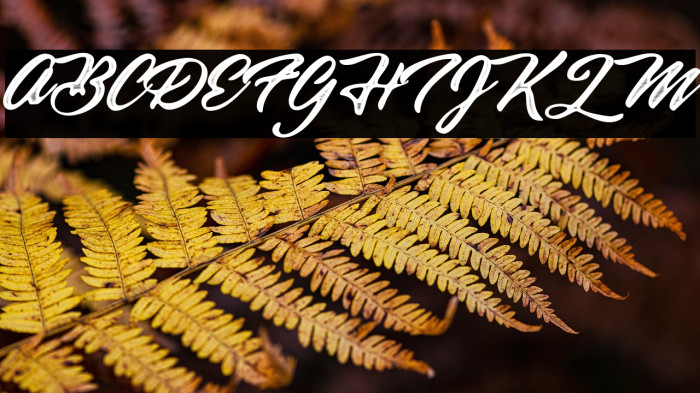 Black Jack Personal Use Regular Example 1