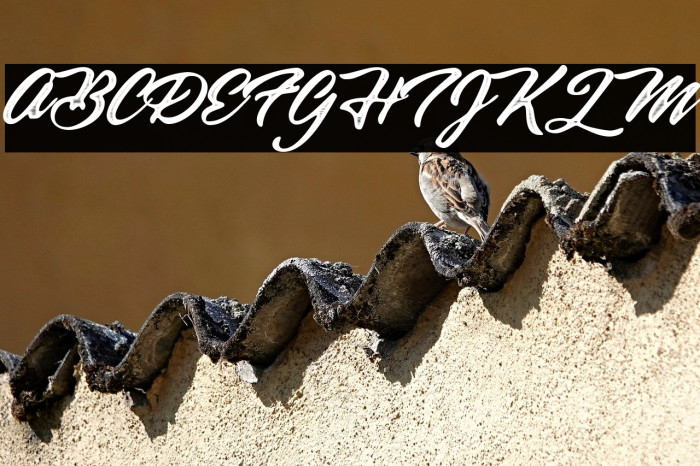 Black Jack Personal Use Regular Example 3